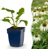 Plantenboetiek.nl Echinacea purp. Alba - Zonnehoed - Bijen- en vlinderlokkers - Wit - 6 Planten - Ø11cm - 15-25cm hoog - Tuinplant
