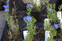 GRDplanten Groendecor Tuinarchitectuur 6x Steenzaad - Lithodora Diffusa 'Heavenly Blue' | 9x9 cm pot