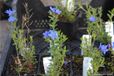 GRDplanten Groendecor Tuinarchitectuur 6x Steenzaad - Lithodora Diffusa 'Heavenly Blue' | 9x9 cm pot