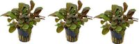 AquaFlora Lobelia cardinalis - 3 stuks - 5 cm pot