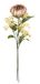 Kunstbloemen Protea bloemtak set van 2 70 cm