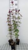GRDplanten Groendecor Tuinarchitectuur 6x Bergamotplant - Monarda fist. 'Menthifolia' | 9x9 cm pot