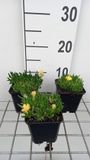 GRDplanten Groendecor Tuinarchitectuur 6x Middagbloempje - Delosperma congestum 'Gold Nugget' | 9x9 cm pot