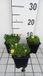 GRDplanten Groendecor Tuinarchitectuur 6x Middagbloempje - Delosperma congestum 'Gold Nugget' | 9x9 cm pot