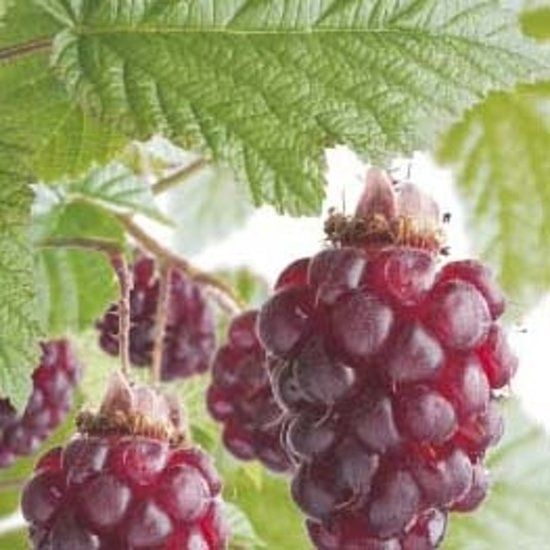 Fruithof Rubus Tayberry