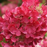 Arborix Hydrangea Hydrangea paniculata 'Diamond Rouge' 40-50cm - Pluimhortensia, diep rode bloemtrossen voor een kleurrijke tuin