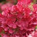 Arborix Hydrangea Hydrangea paniculata 'Diamond Rouge' 40-50cm - Pluimhortensia, diep rode bloemtrossen voor een kleurrijke tuin