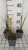 GRDplanten Groendecor Tuinarchitectuur 6x Vuurpijl - Kniphofia hybr. 'Orange vanilla Popsicle' | 9x9 cm pot