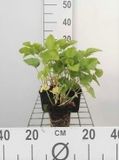 GRDplanten Groendecor Tuinarchitectuur 6x Ezelsoor - Stachys grandiflora 'Superba' | 9x9 cm pot