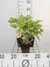 GRDplanten Groendecor Tuinarchitectuur 6x Ezelsoor - Stachys grandiflora 'Superba' | 9x9 cm pot