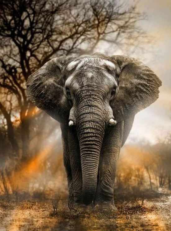 Kroon Commerce Diamond Painting Pakket Olifant in Schemer Volledig 40x50 cm