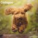 Cockapoo Kalender 2027