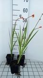 GRDplanten Montbretia 6x Montbretia - Crocosmia hybr. 'Red King' | 9x9 cm pot