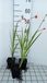 GRDplanten Montbretia 6x Montbretia - Crocosmia hybr. 'Red King' | 9x9 cm pot