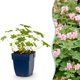 Green boutiQ - Geranium macr. Ingwersen's Variety - Ooievaarsbek - Bodembedekkend - Licht Roze - 12 Planten
