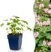 Green boutiQ - Geranium macr. Ingwersen's Variety - Ooievaarsbek - Bodembedekkend - Licht Roze - 12 Planten