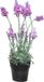 Everlands Lavendel kunstplant in pot - roze paars - D18 x H38 cm