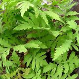 Arborix Onoclea 6 x Onoclea Sensibilis - Bolletjesvaren pot 9x9cm - Schaduwminnend, vochtige bodem nodig