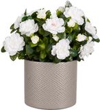 Mica Decorations Kunstplant - Azalea wit - H31 cm - in taupe bloempot