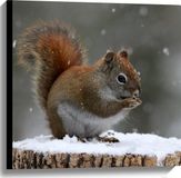 Merkloos / Sans marque Canvas - Rode Eekhoorn tussen de Sneeuw - 60x60 cm Foto op Canvas Schilderij