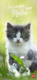 Katzen Heye Katzen slim - Auf sanften Pfoten Kalender 2027