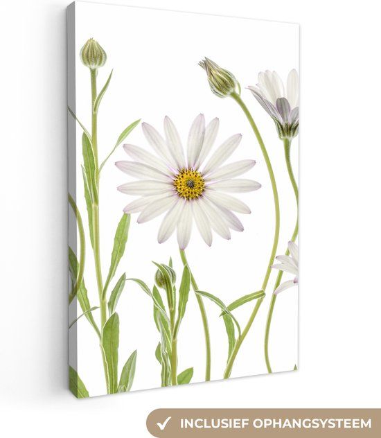 OneMillionCanvasses Canvas schilderij - Madeliefje - Bloemen - Natuur - 60x90 cm