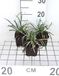 Leliegras 6x Leliegras - Liriope musc. 'Ingwersen' | 9x9 cm pot