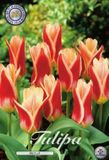 Dutch Flower Lady Ancilla Kaufmannia Tulpenbollen 10 stuks Bolmaat 12+