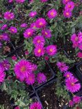 GRDplanten Aster 6x Aster dumosus 'Starlight' | 9x9 cm pot