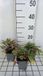 GRDplanten Groendecor Tuinarchitectuur 6x Wederik - Lysimachia atropurpurea | 9x9 cm pot