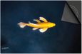 Dietrix Inductie beschermer - DELUXE - Under the Sea - Vis Geel - 76x51,5 cm