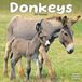 Avonside Ezel Kalender 2027 Wandkalender Dieren Bruin
