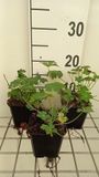 GRDplanten Groendecor Tuinarchitectuur 6x Ooievaarsbek - Geranium cant. 'Berggarten' | 9x9 cm pot