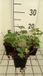 GRDplanten Groendecor Tuinarchitectuur 6x Ooievaarsbek - Geranium cant. 'Berggarten' | 9x9 cm pot