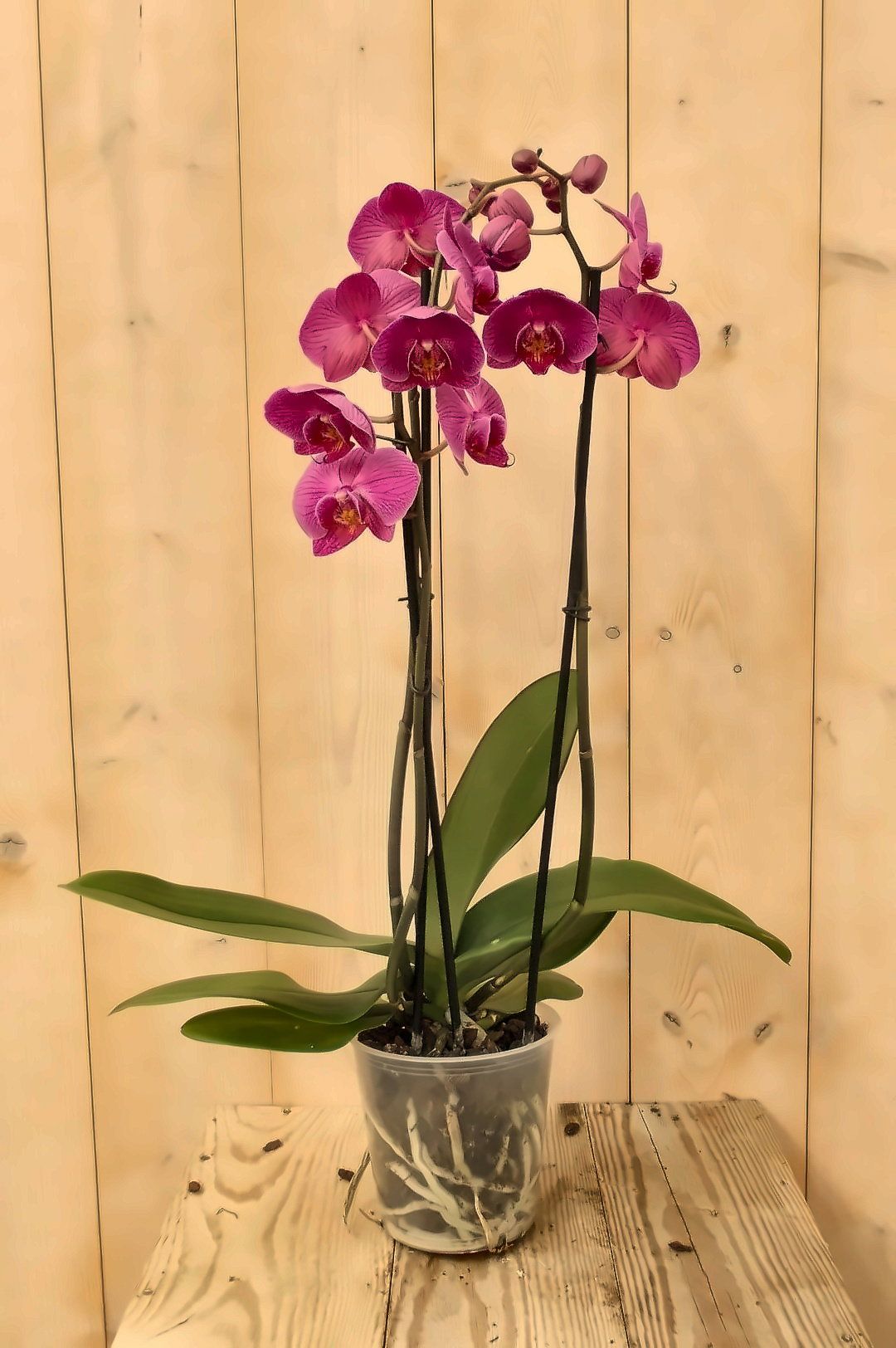 Warentuin Natuurlijk - Vlinderorchidee Twee Takken roze 60 cm