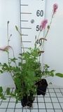 GRDplanten Groendecor Tuinarchitectuur 6x Sanguisorba - Sanguisorba obtusa | 9x9 cm pot