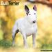 Avonside Bull Terrier Kalender 2027 Wandkalender