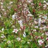 Arborix Saxifraga 6 x Saxifraga Urbium 'Variegata ' - Schildersverdriet pot 9x9cm