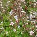 Arborix Saxifraga 6 x Saxifraga Urbium 'Variegata ' - Schildersverdriet pot 9x9cm