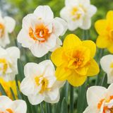 Green boutiQ - 80x Narcissus Double mix - Gevulde narcis mix - Geel en Wit - Voorjaarsbloeier - Bolmaat 12/14
