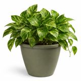 Mega Collections Plantenpot / bloempot Essence Lima - kunststof - olijfgroen - binnen/buiten - D40 x H32 cm