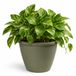 Mega Collections Plantenpot / bloempot Essence Lima - kunststof - olijfgroen - binnen/buiten - D40 x H32 cm