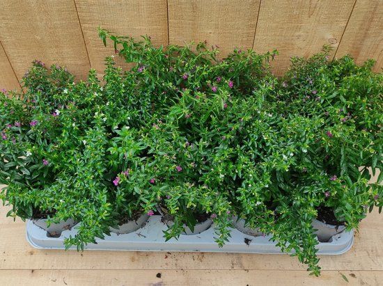 Warentuin natuurlijk Luciferplant Cuphea 10 potjes per tray kleur mix
