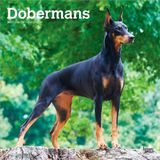 Dobermans - Dobermann 2027 - 16-Monatskalender