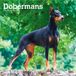 Dobermans - Dobermann 2027 - 16-Monatskalender
