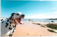Merkloos / Sans marque Acrylglas Wanddecoratie - Dalmatiër op het Strand - 60x40 cm - Acrylaat Print