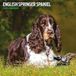 Engelse Springer Spaniel Traditionele kalender 2024