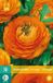 Jub Bol X 10 Ranunculus oranje