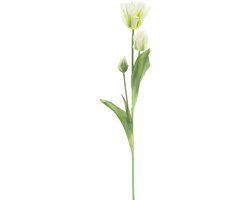 Erutan avon PSO Parrot tulip spray Sally cream 71 cm
