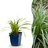 Plantenboetiek.nl | Carex morrowii Ice Dance - Japanse Zegge - Groenblijvend - Creme-Groen - 12 Planten - Ø11cm - 15-25cm hoog - Tuinplant